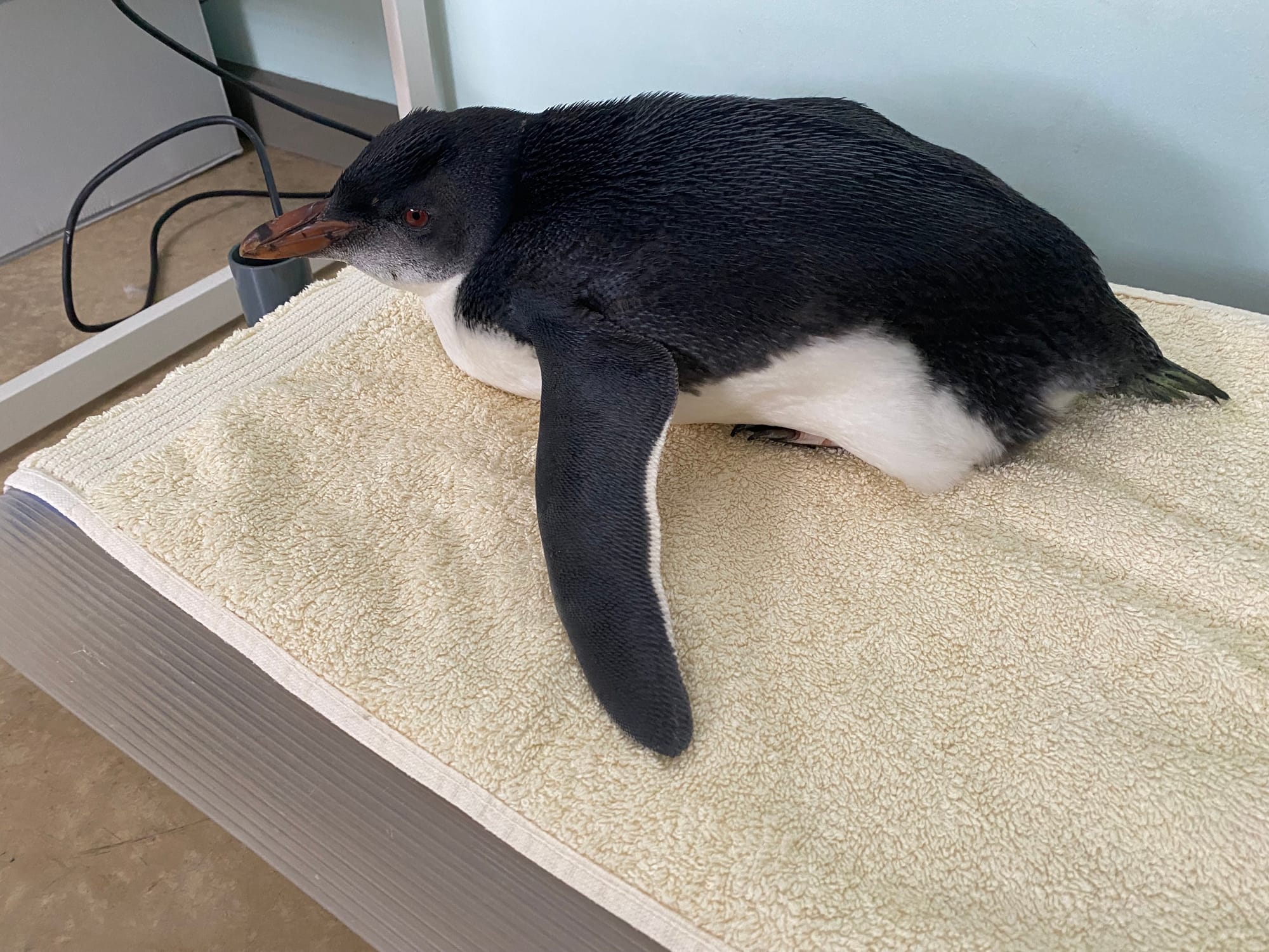 Endangered penguin found at Goolwa Beach