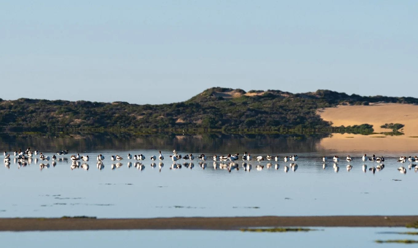 Goolwa support group calls for more wildlife corridors