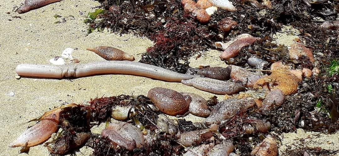 Dead fish washed up on Fleurieu beach likely from flood waters
